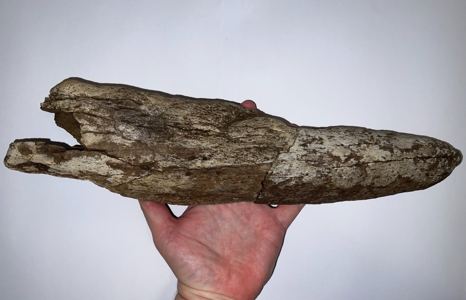 TRICERATOPS or TOROSAURUS Fossil Dinosaur PARTIAL HORN 16 Inches TRICERATOPS or TOROSAURUS Fossil Dinosaur PARTIAL HORN 16 Inches