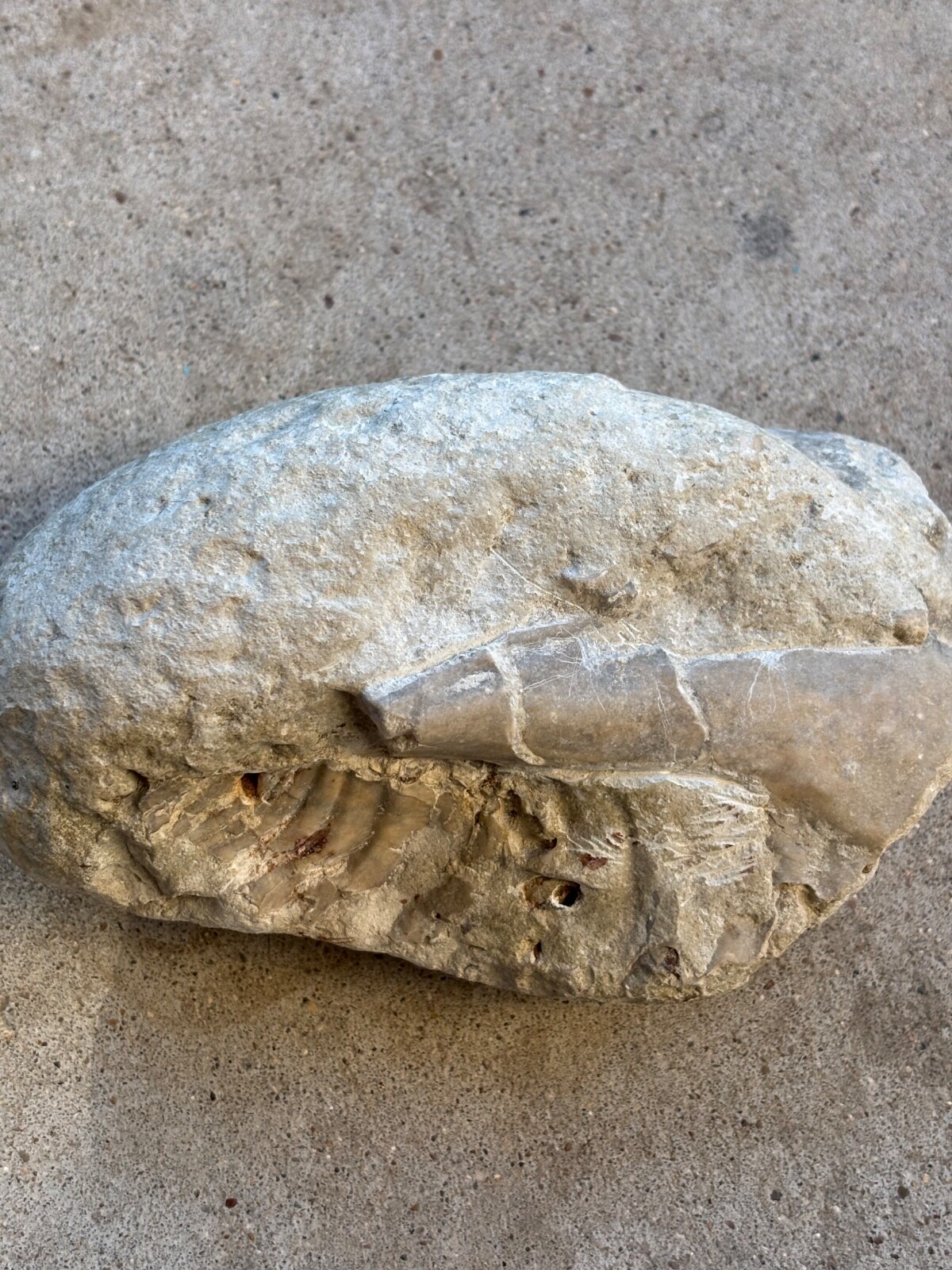 Cleaned dinosaur fossilized bone, 15 lbs, found in rock Cleaned dinosaur fossilized bone, 15 lbs, found in rock