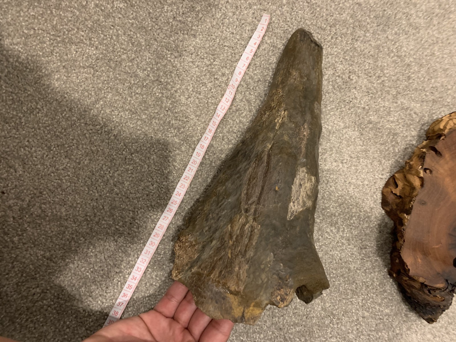 Dinosaur Triceratops Brow Horn Fossil Dinosaur Triceratops Brow Horn Fossil