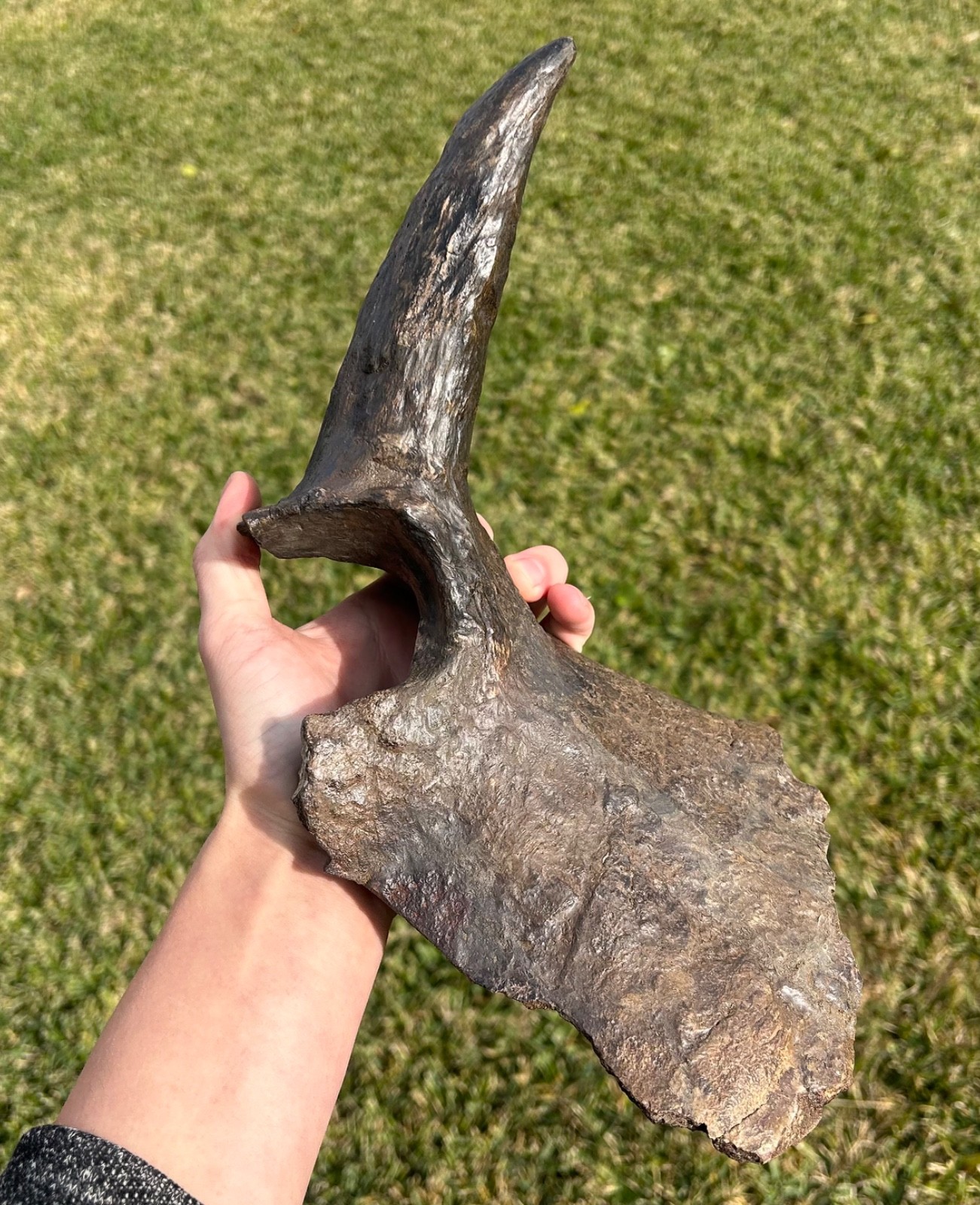 Triceratops Horn & Partial Dinosaur Skull Fossil Hell Creek Formation Juvenile Triceratops Horn & Partial Dinosaur Skull Fossil Hell Creek Formation Juvenile
