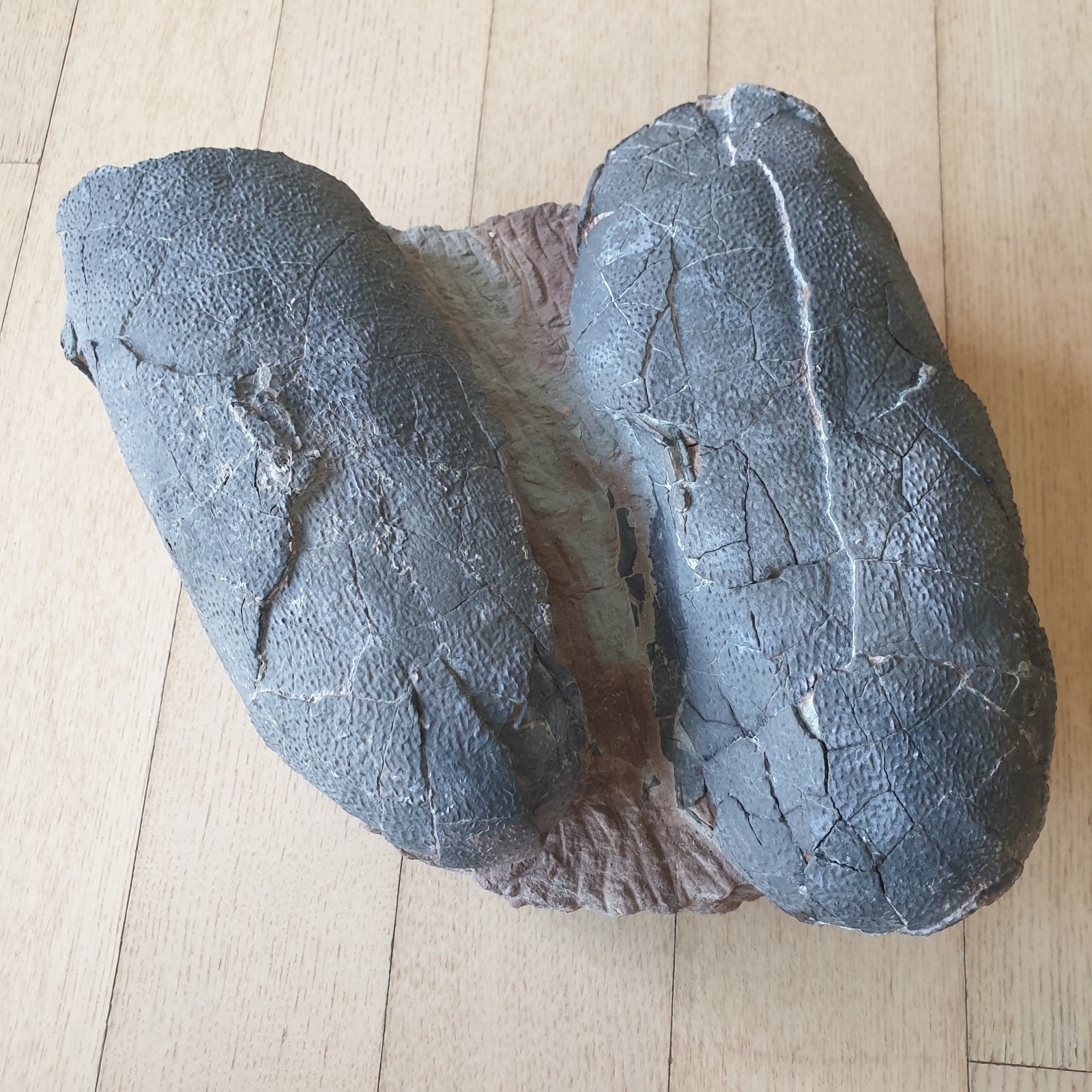 Extremely Rare Embryo Bones Oviraptor Dinosaur Egg Pair Fossil Cretaceous era Extremely Rare Embryo Bones Oviraptor Dinosaur Egg Pair Fossil Cretaceous era