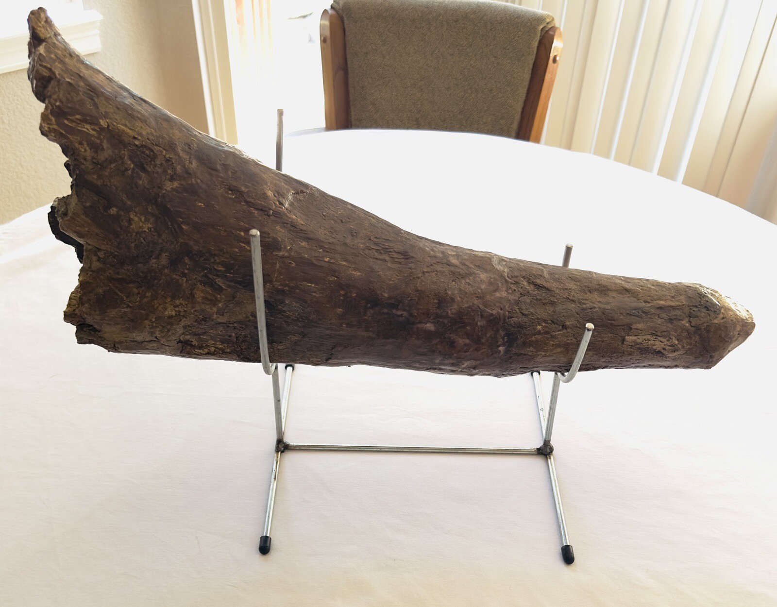 Great Quality 100% Original-Never Broken Nearly A Full 2“ TRICERATOPS BROW HORN Great Quality 100% Original-Never Broken Nearly A Full 2“ TRICERATOPS BROW HORN