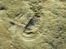 Old Kimberella Ediacaran Biota Kimberella quadrata 116g Russian Federation Arkha picture