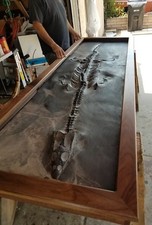 DINOSAUR FOSSIL 9 feet Dragon Plesiosaur Nothosaur Only 2% Restoration RARE picture