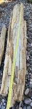 VERY LARGE PETRIFIED LOG - Almost 9’ Long picture