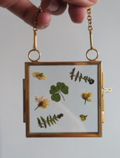 Real natural five-leaf clover picture