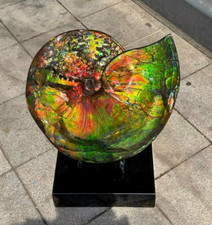 19.25LBNatural Iridescent Ammonite Fossil Sea Conch Crystal Specimen Decoration picture