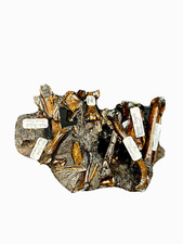 Fossil Bones from Coyote and Mammal Labrea Tar Pits Pleistocene Age Los Angeles picture