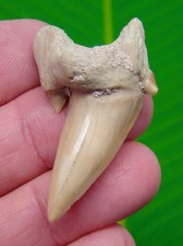 OTODUS Shark Tooth with Extreme Pathology Twist - Megalodon Ancestor picture