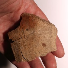 Pathological Deformed Dinosaur Ungual Hell Creek Formation - Fossil CRETACEOUS picture