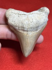 Museum Quality 3.09” Peruvian Otodus Megalodon Shark Tooth Fossil Rare Gem picture