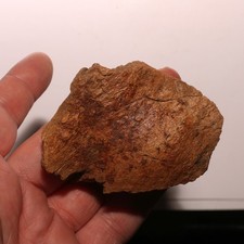 Pathological Dinosaur Ungual Triceratops Edmontosaurus - Hell Creek Formation picture