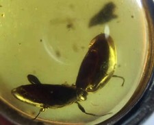 Ultra Rare Two Diving Beetle kiss Dytiscidae Myanmar Fossil Amber Museum Quality picture