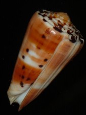 180 Conus barthelemyi 74.4mm TOP GRADING IMPORTANT NATURAL SEASHELL RARE BEAUTY picture