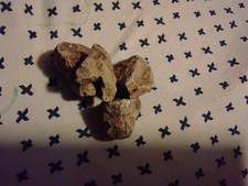 rock collection with rare minerals and shell collection with giant shell picture