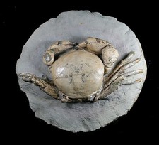 TUMIDOCARCINUS GIGANTEUS CRAB FOSSIL MIOCENE SOUTH ISLAND NEW ZEALAND picture