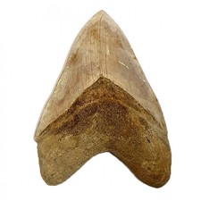 BIG fossil shark tooth Otodus megalodon Carcharodon megalodon  Megaselachus meg picture