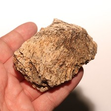 Dinosaur Ungual Triceratops or Edmontosaurus Hell Creek Formation Cretaceous picture