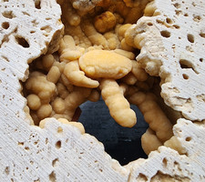 The Most Expensive Crab Fossil on Ebay, and Rightfully So picture