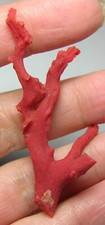#19 Morocco 19.55ct 100% Natural Rare Rough Red Coral Branch Specimen 3.90g 58mm picture