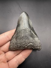 Pathological Twisted Megalodon Tooth 3.5” Megalodon Tooth Deformed Megalodon picture