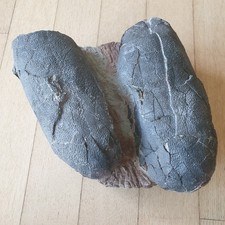 Extremely Rare Embryo Bones Oviraptor Dinosaur Egg Pair Fossil Cretaceous era  picture