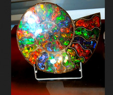 Ammolite Ammonite 23cm Starborn XL edit unique worldwide last available picture