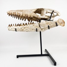 Real Mosasaurus Skull Fossil Dinosaur Marine Reptile Cretaceous Morocco 74CM picture