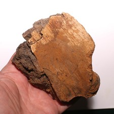 Torosaurus Ungual Toe Claw - Dinosaur Fossil - Hell Creek Formation Cretaceous picture