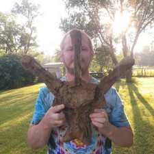 Torosaurus Triceratops Vertebra Dinosaur Fossil Hell Creek Formation Cretaceous picture