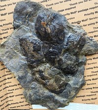 Gorgeous Jurassic Dinosaur Footprint Fossil Eubrontes Track picture