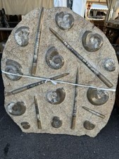 Extremely large orthosis and ammonite plate 4 feet around approximately 600 Lbs picture