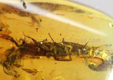 Burmite Amber Fossil - SC1854 Extremely Rare Unusual Scorpion with 5cm in Length picture