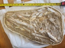 Giant Mosasaur Cranial Block Death Assemblage 2' Across Prognathodon picture