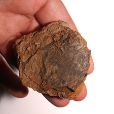Triceratops or Edmontosaurus Ungual Dino Fossil Hell Creek Formation Cretaceous picture