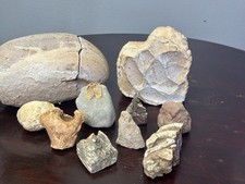 Lot of dinosaur fossils, dinosaur egg, dinosaur bones, prints, petrified wood picture