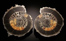 A gorgeous pair of 11 1/2