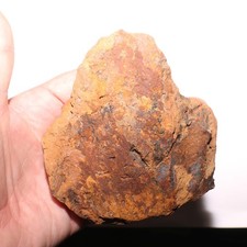 Torosaurus Ungual Toe Nail Claw Dinosaur Fossil Hell Creek Formation Cretaceous picture