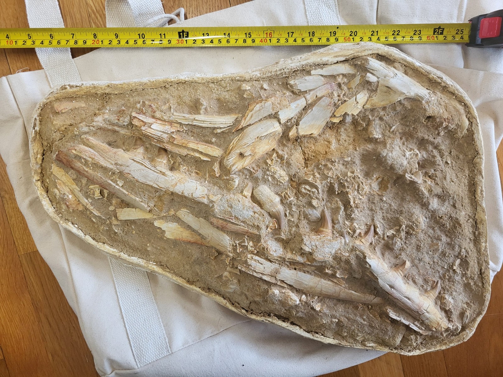 Giant Mosasaur Cranial Block Death Assemblage 2' Across Prognathodon