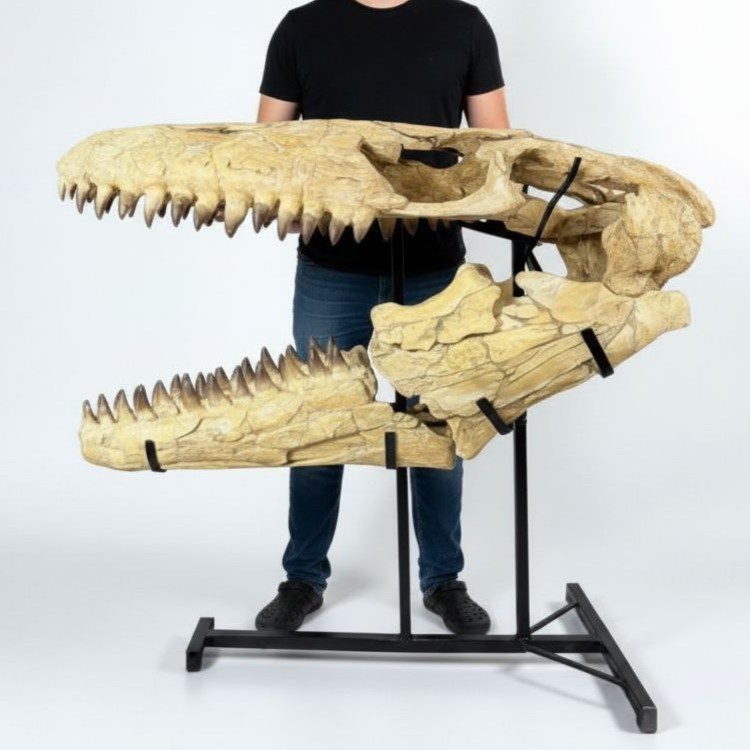 Genuine Mosasaur Skull Prognathodon Museum Grade Marine Reptile Fossil Morocco Genuine Mosasaur Skull Prognathodon Museum Grade Marine Reptile Fossil Morocco