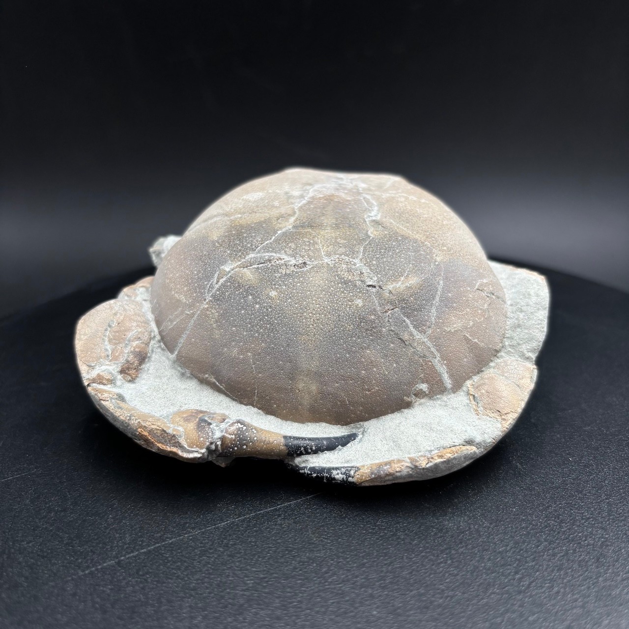 Tumidocarcinus giganteus fossil crab - Miocene New Zealand 9cm