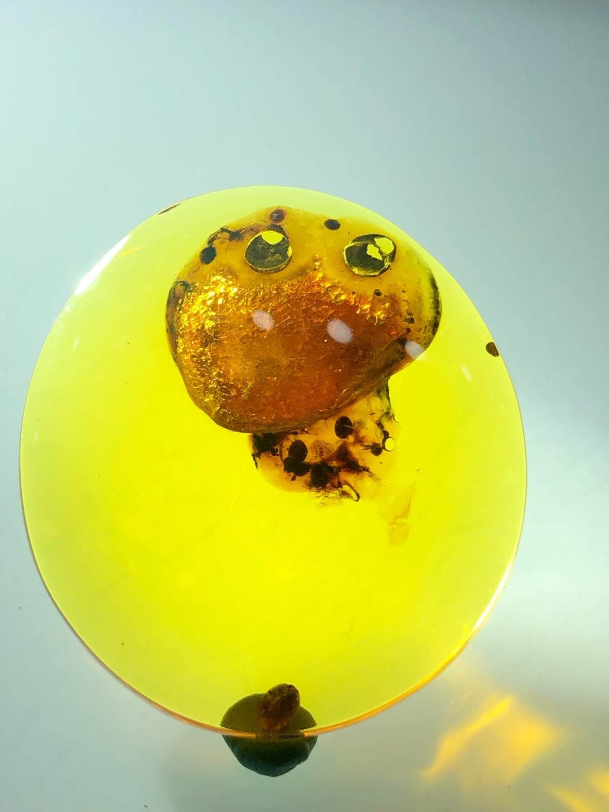 Beautiful 🪼 jellyfish The Most Expensive Fossil Amber Burmese, Museum Quality 