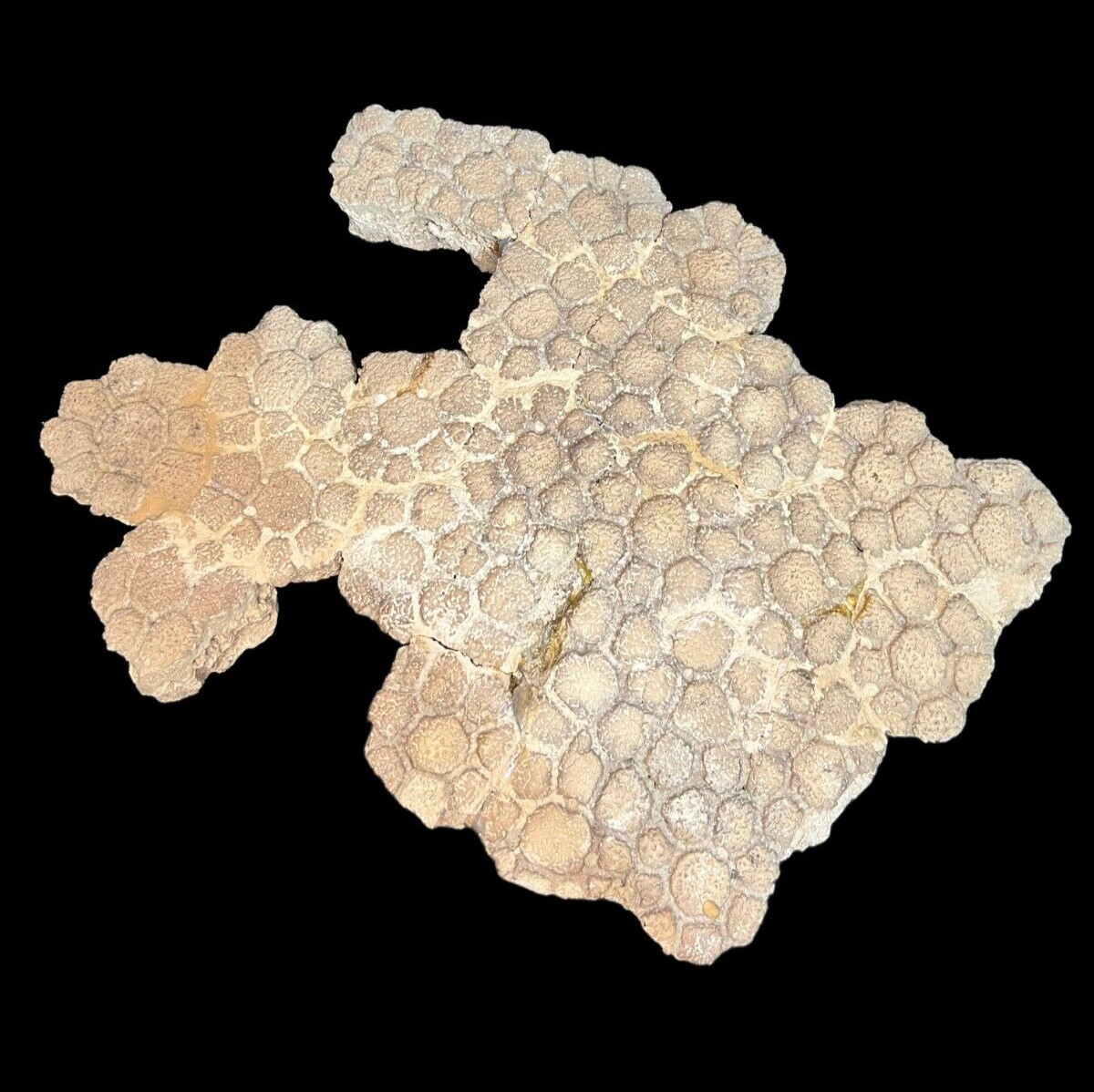 Glyptodon Osteoderm Shell Scute Fossil Pleistocene epochs Argentina Glyptodon Osteoderm Shell Scute Fossil Pleistocene epochs Argentina