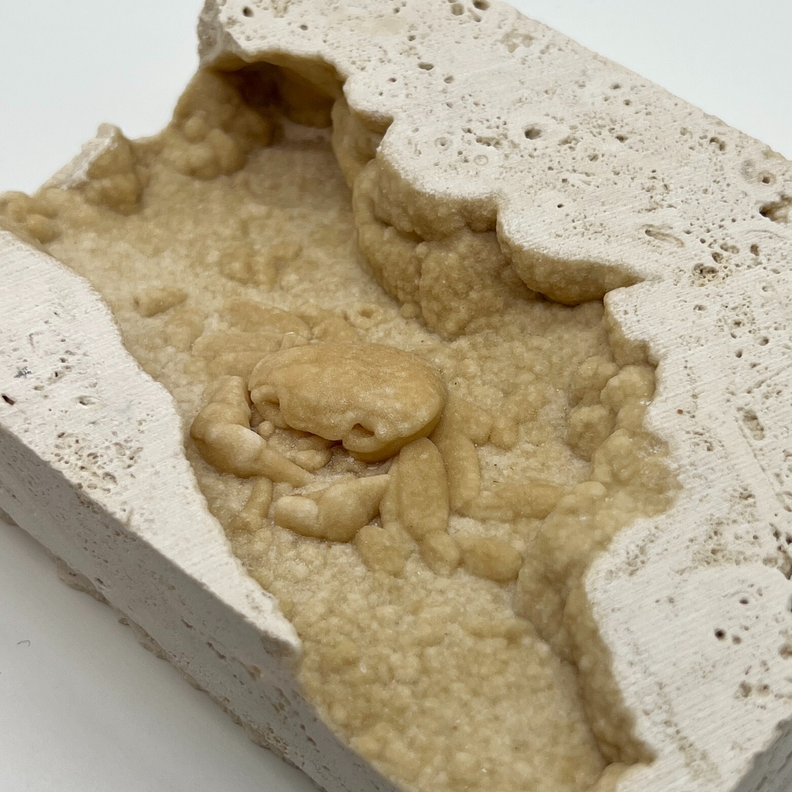 Pleistocene Fossil Crab in Travertine Tile - Denizli, Turkey. Beautiful Potamon Pleistocene Fossil Crab in Travertine Tile - Denizli, Turkey. Beautiful Potamon